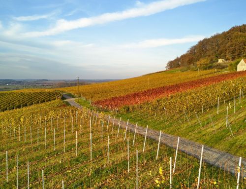 Protéger les Arbres Fruitiers des Oiseaux – Vergers & Vignobles
