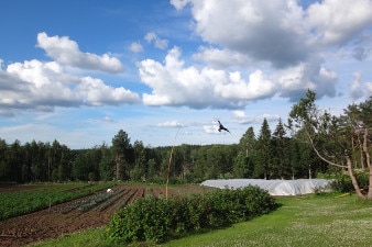 Horticulture protection