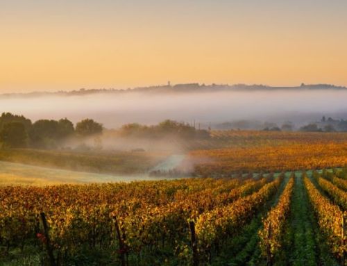 Protect Fruit Trees from Birds – Orchards & Vineyards