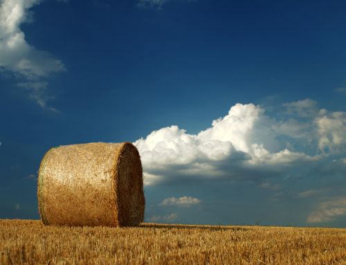 Protecting Silage Films and Bales from Bird Damage on Your Farm