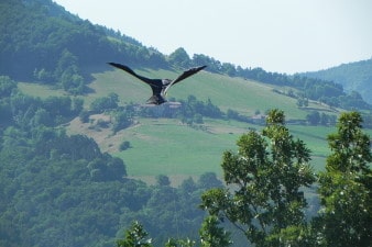 Realistic hawk