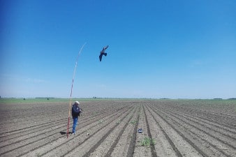 Sowing field protect